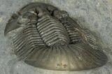 Scabriscutellum Trilobite With Morocops - Multi-Toned Shell #300563-6